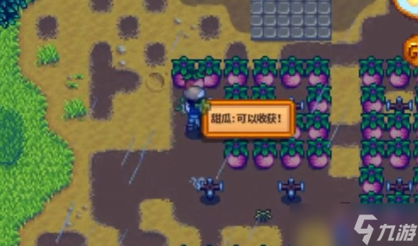 星露谷物语夏季种子有什么特性