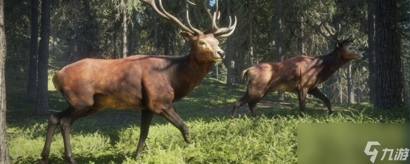荒野的召唤有什么动物