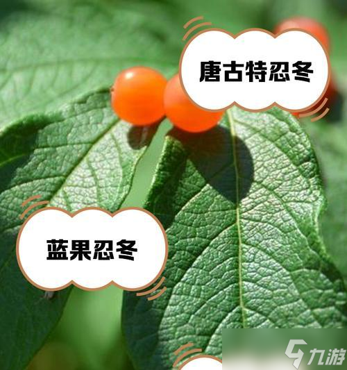 《原神》中的“忍冬之果”最适合给哪些角色使用 解析不同角色属性